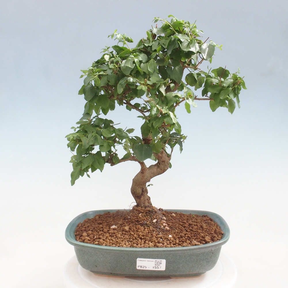 Pokojová bonsai -Ligustrum chinensis - Ptačí zob