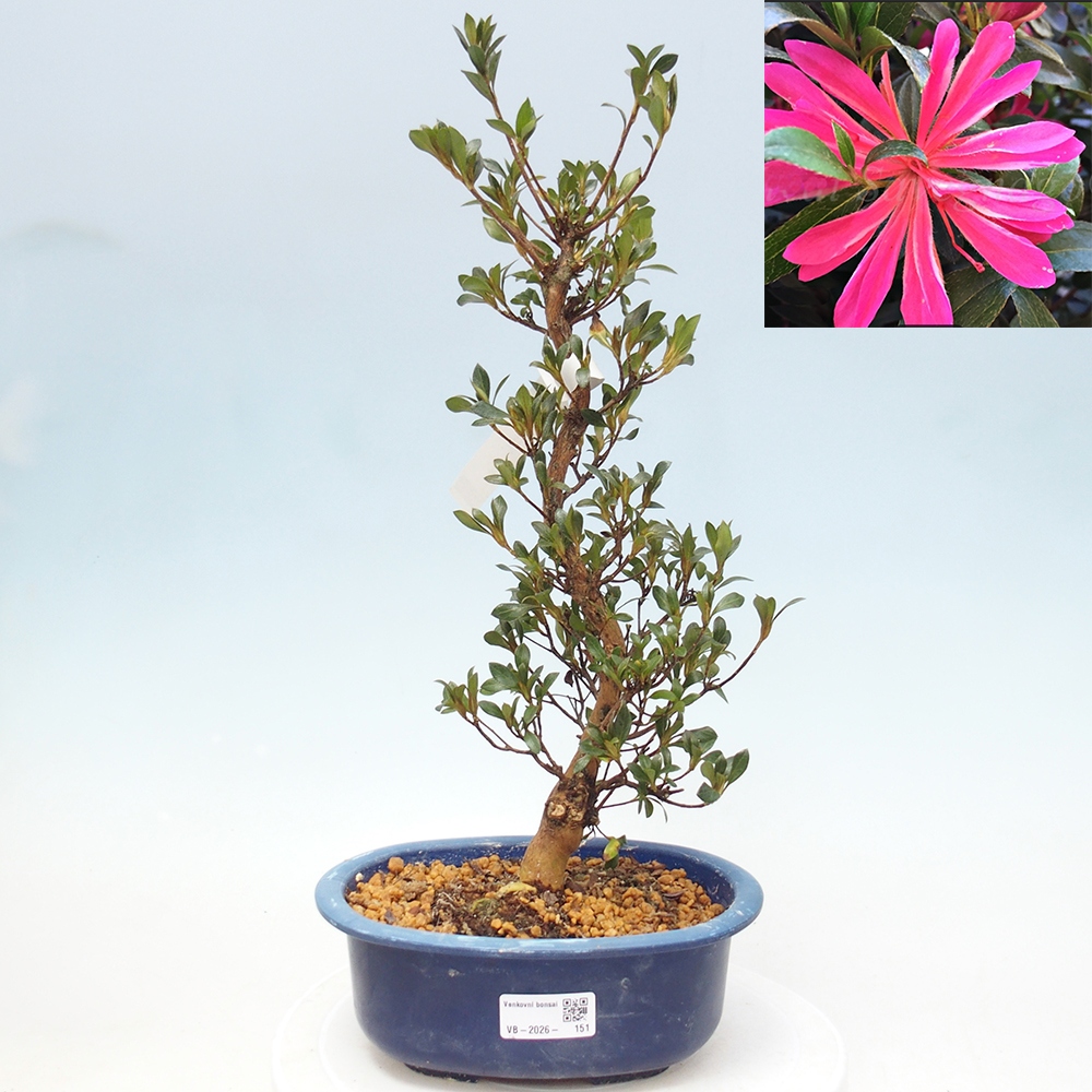 Venkovní bonsai - Japonská azalka - Azalea HANABIN
