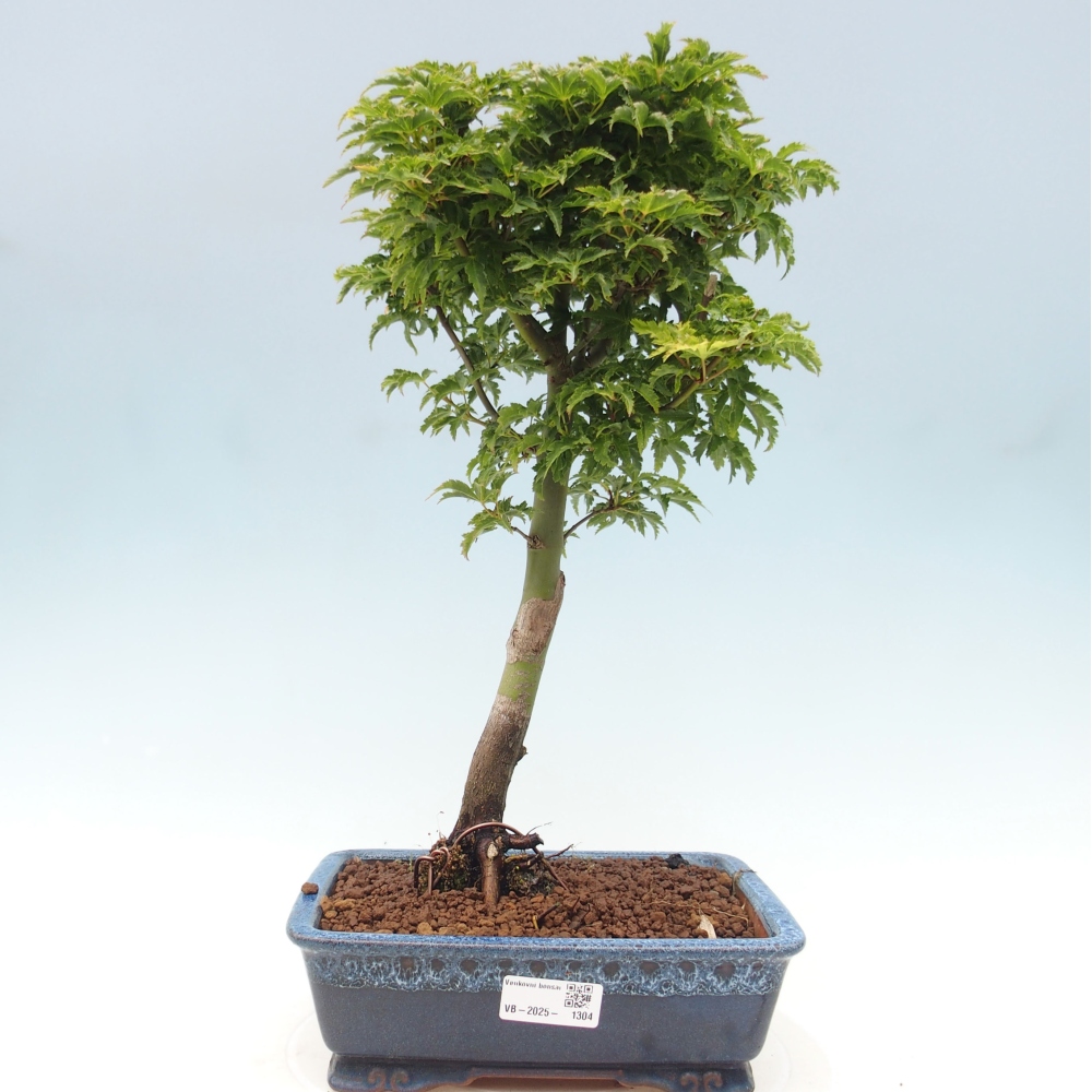 Venkovní bonsai -Javor dlanitolistý Acer palmatum Shishigashira