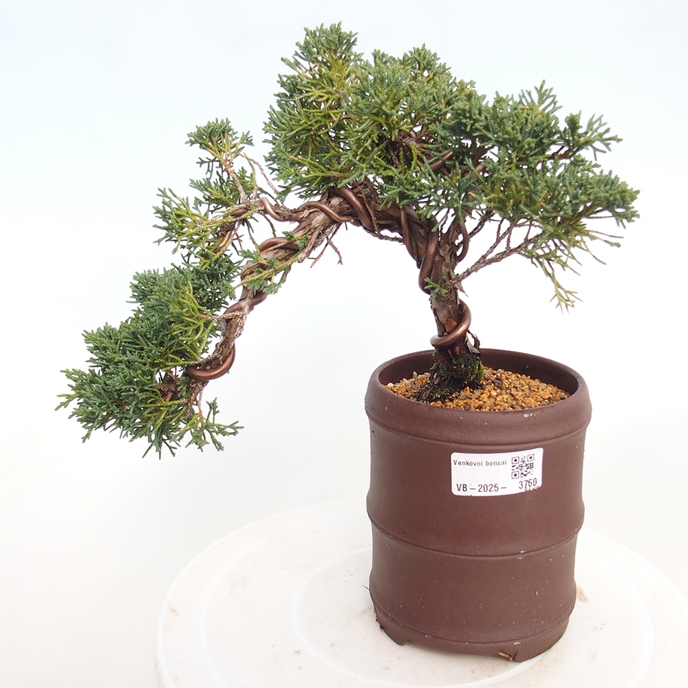Venkovní bonsai - Juniperus chinensis Kishu -Jalovec čínský