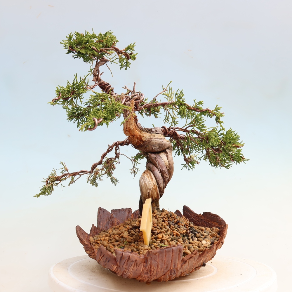 Venkovní bonsai - Juniperus chinensis Itoigawa-Jalovec čínský