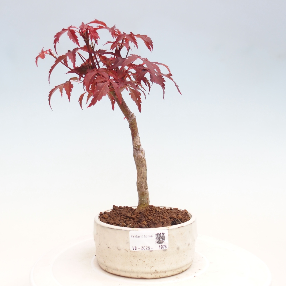 Venkovní bonsai - Acer palm. Atropurpureum-Javor dlanitolistý