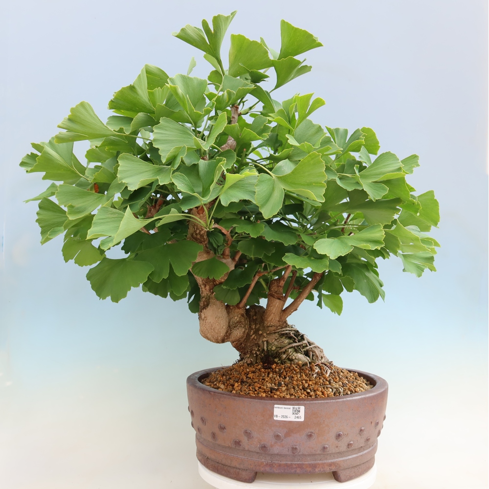 Venkovní bonsai - Jinan dvoulaločný - Ginkgo biloba