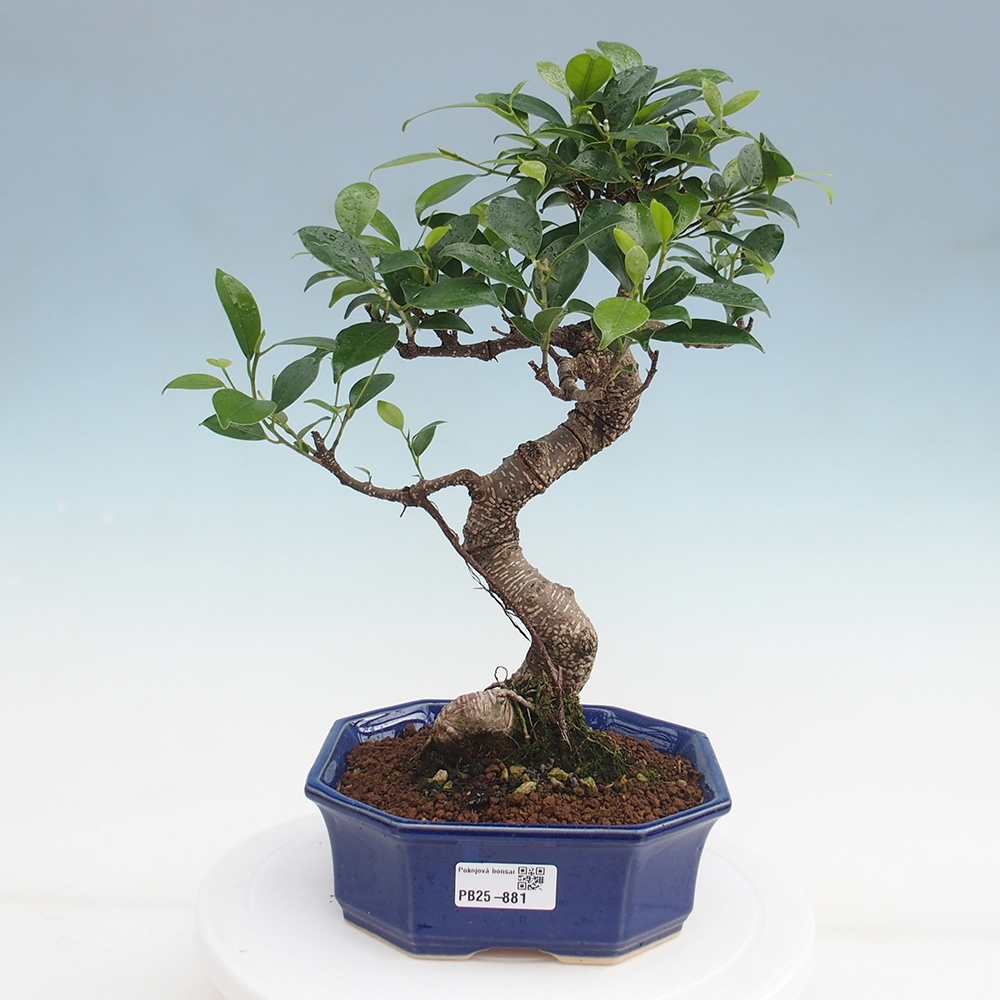 Pokojová bonsai - Ficus retusa -  malolistý fíkus