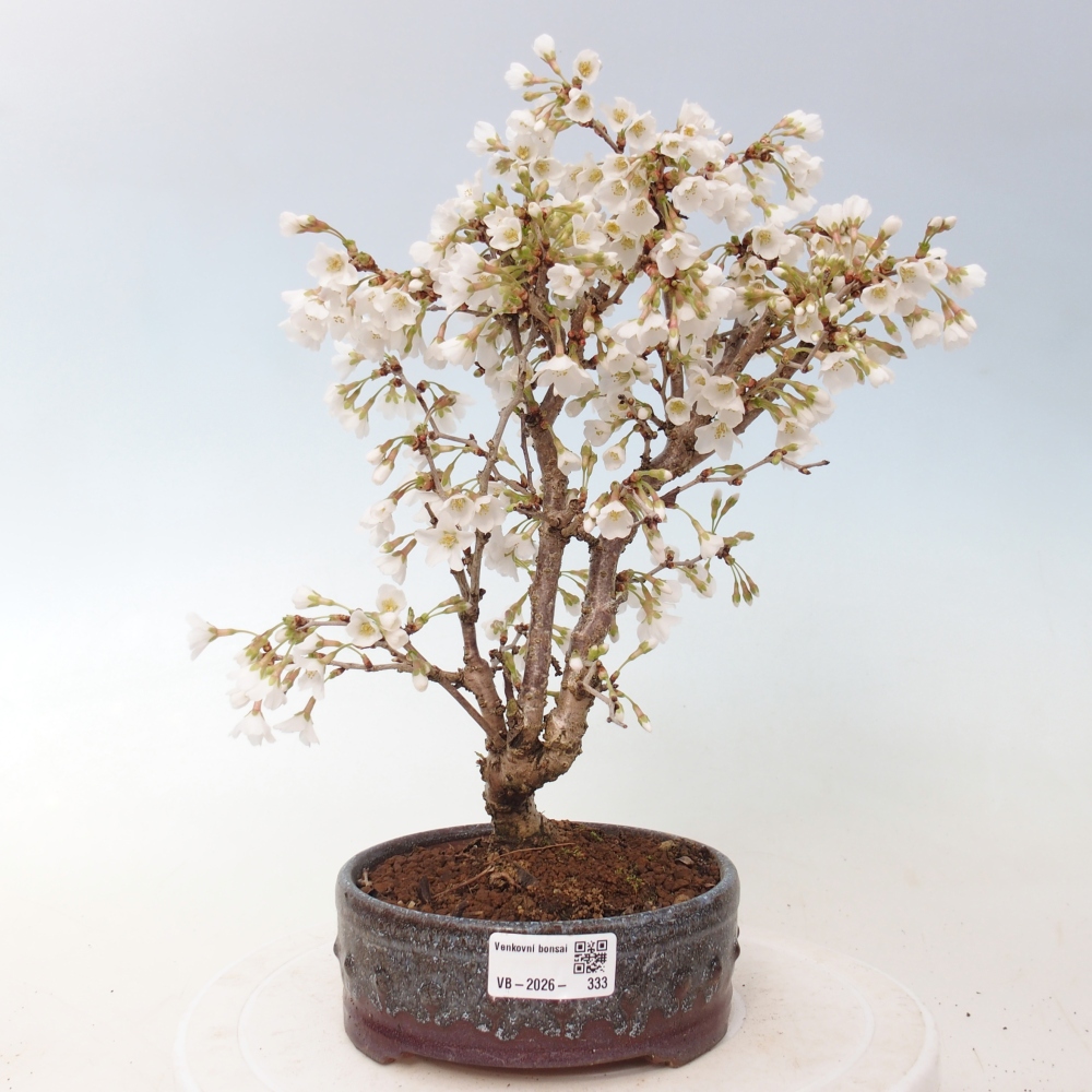 Venkovní bonsai - Prunus incisa Kojou-no mai-Slivoň vyříznutá