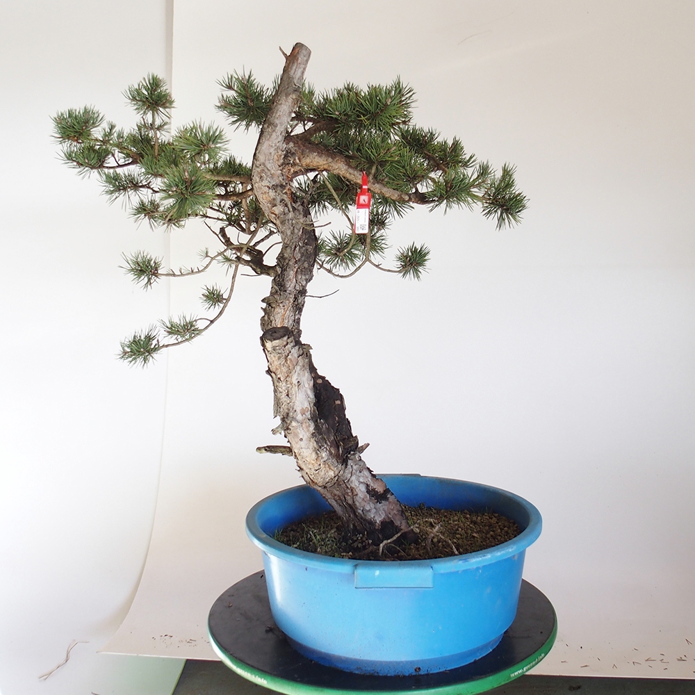 Yamadori - Pinus sylvestris Španělsko