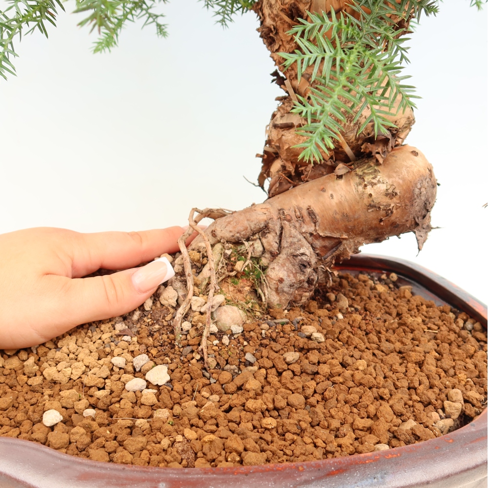 Pokojová bonsai - Araukarie - pokojový smrček