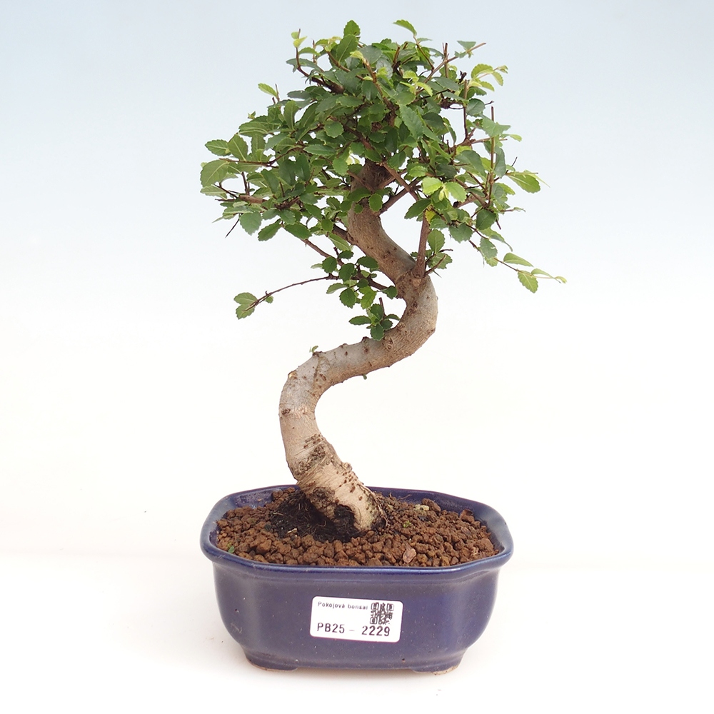 Pokojová bonsai-Malolistý jilm 