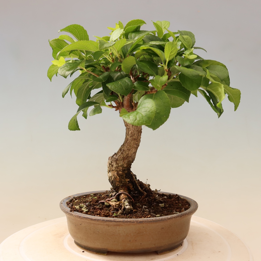 Venkovní bonsai - Celastrus  orbiculatus - Jesenec okrouhlolistý