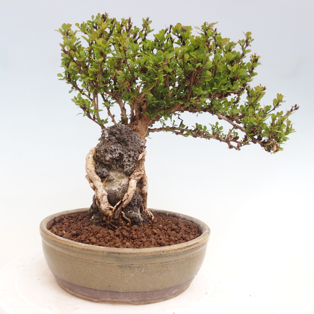 Venkovní bonsai - Berberis coreana - Dřištál korejský