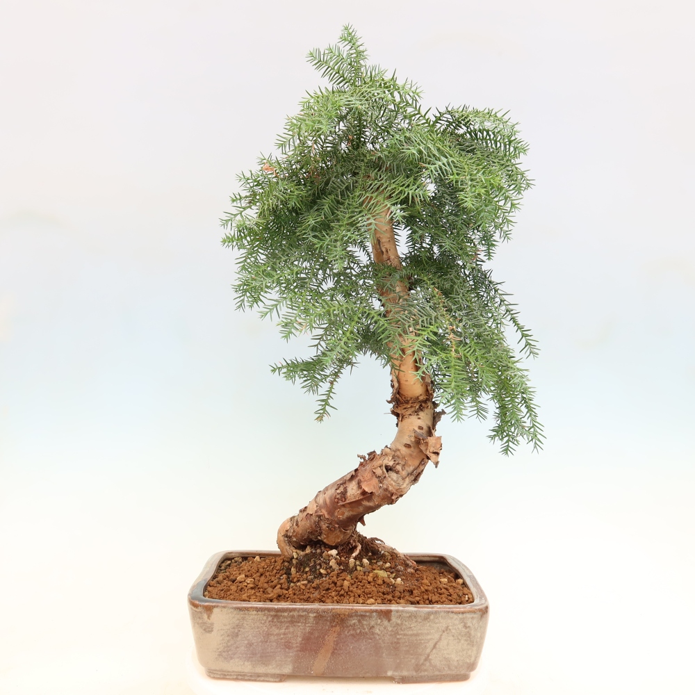 Pokojová bonsai - Araukarie - pokojový smrček