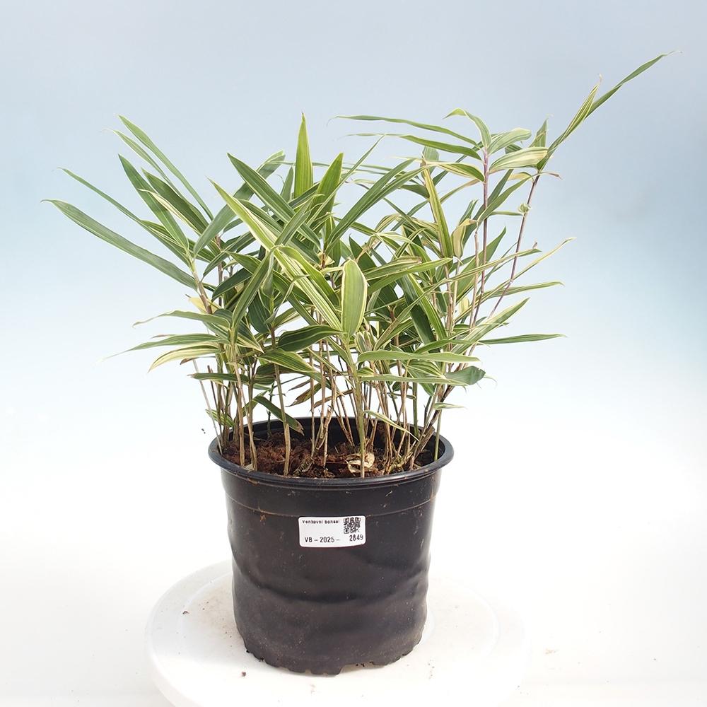Venkovní bonsai - Sasaella masamuneana Albostriata - Bambus panašovaný