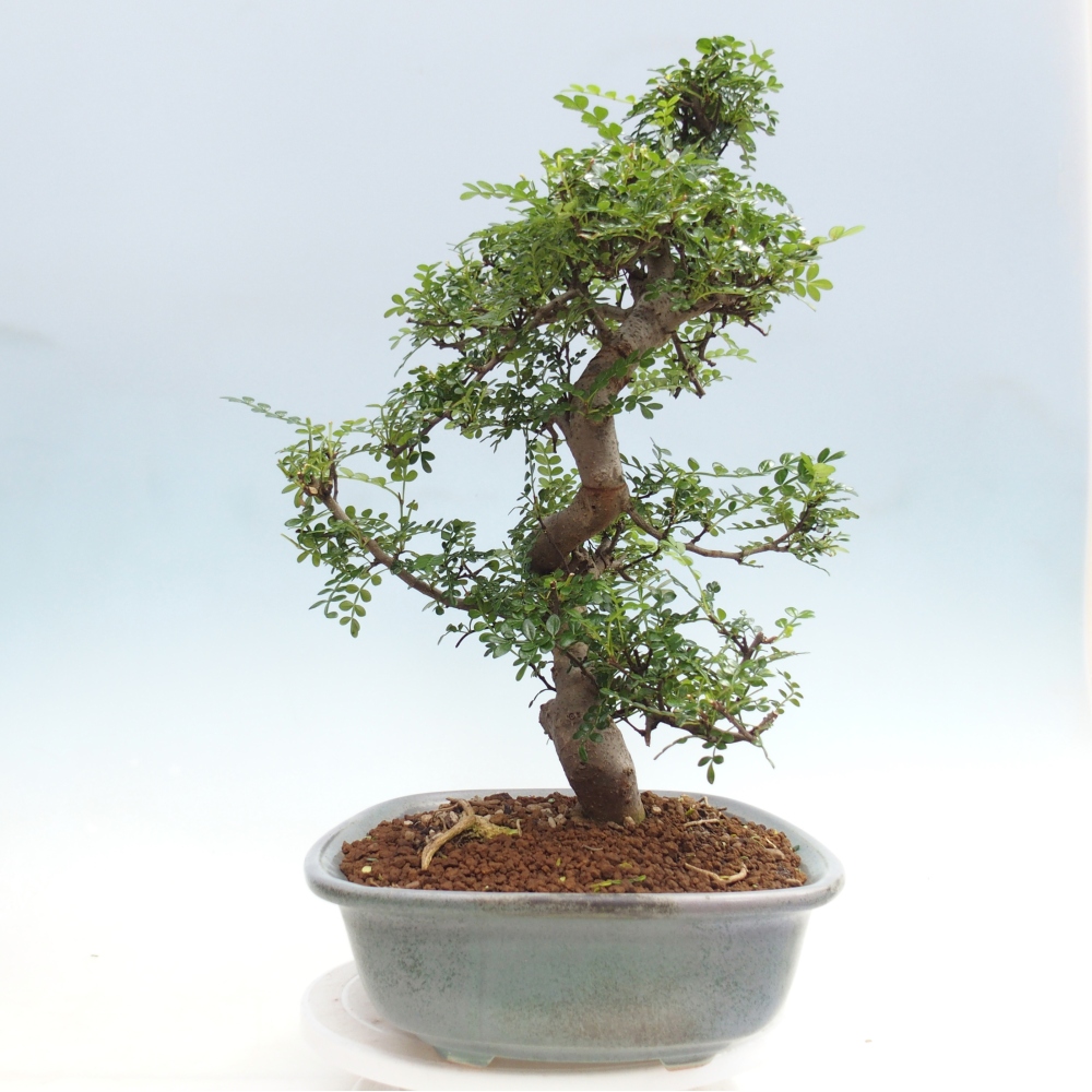 Pokojová bonsai - Zantoxylum piperitum - pepřovník