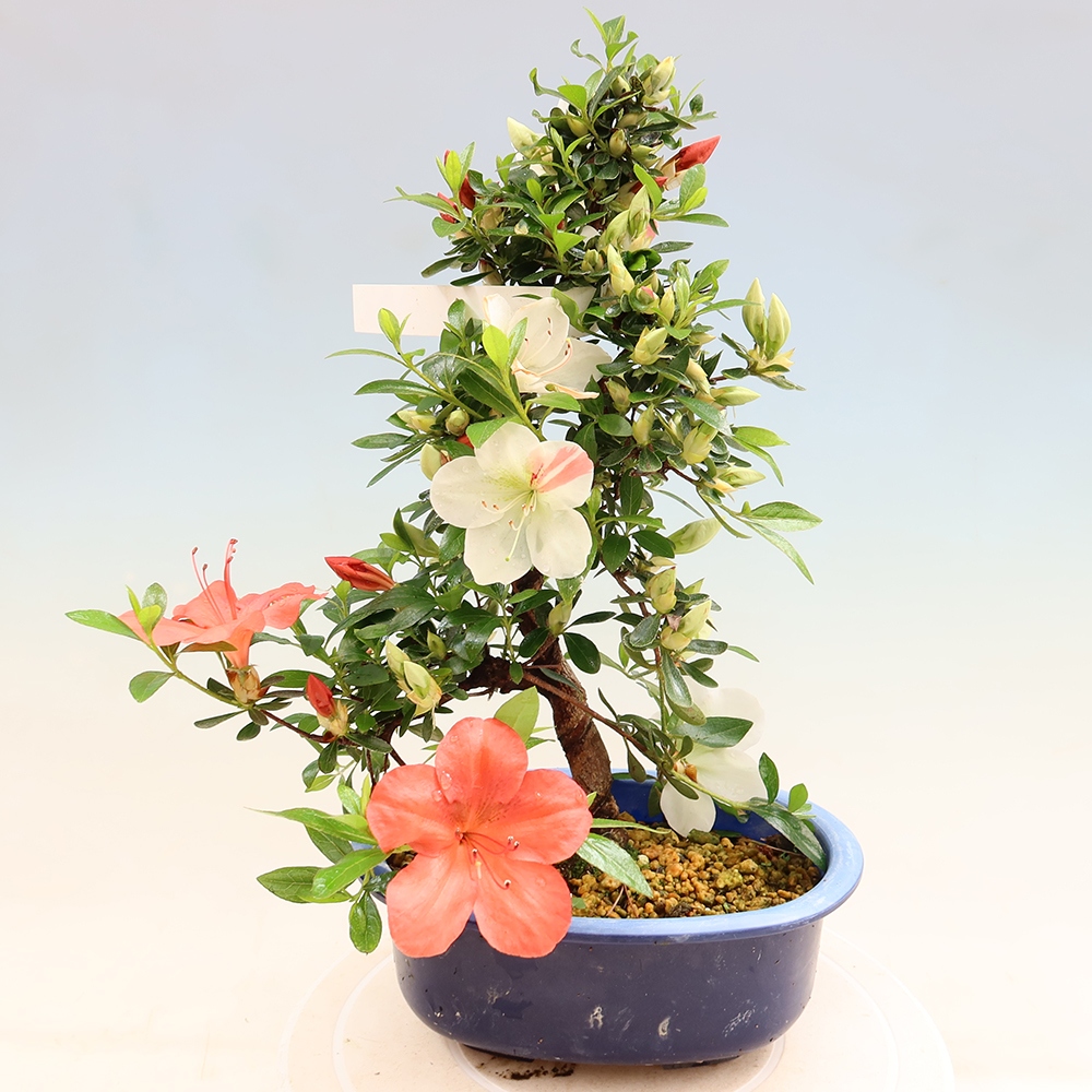 Venkovní bonsai - Japonská azalka - Azalea Asahi-no-izumi