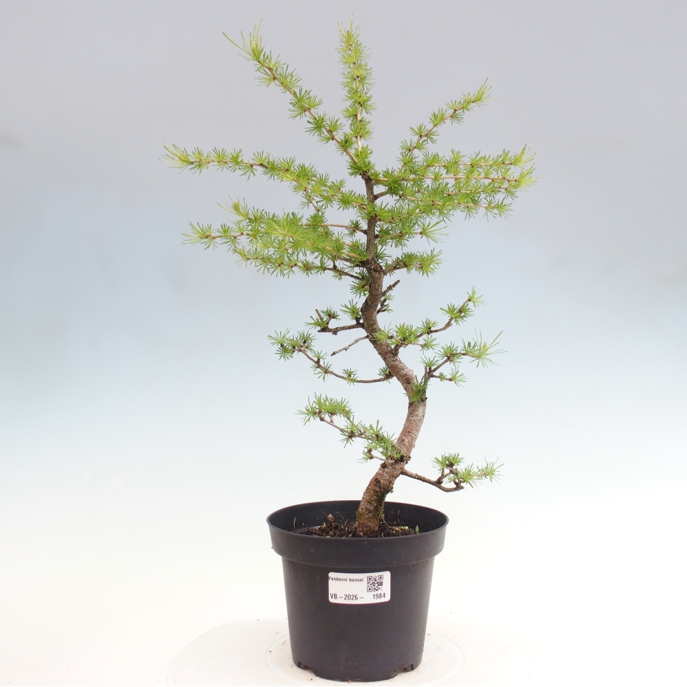 Venkovní bonsai -Larix decidua - Modřín opadavý 