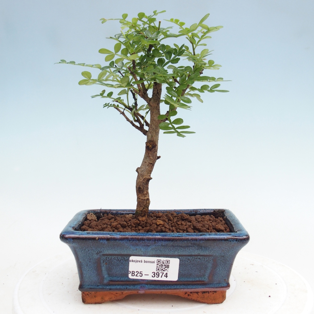 Pokojová bonsai - Zantoxylum piperitum - Pepřovník