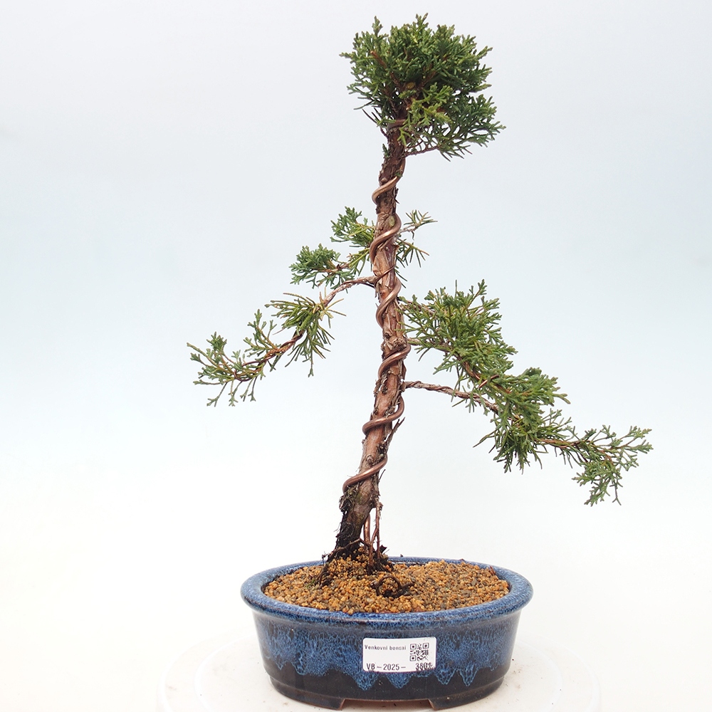 Venkovní bonsai - Juniperus chinensis Kishu -Jalovec čínský