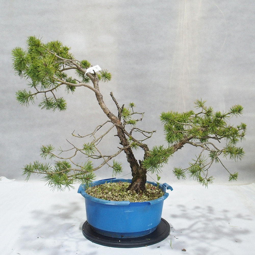 Yamadori - Pinus sylvestris 