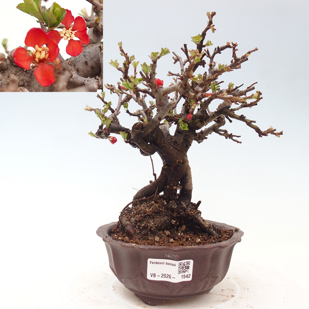 Venkovní  bonsai -  Chaneomeles speciosa - Kdoulovec ozdobný