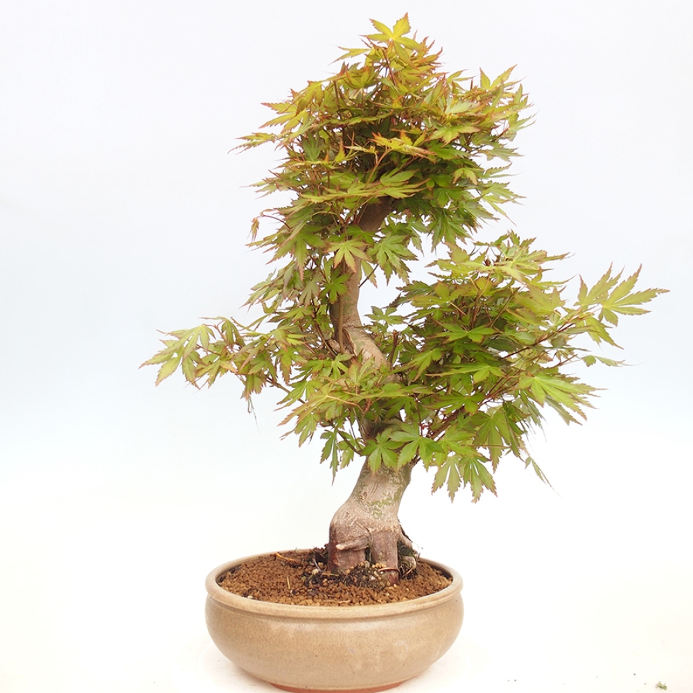 Venkovní bonsai - Acer palmatum  - Javor dlanitolistý