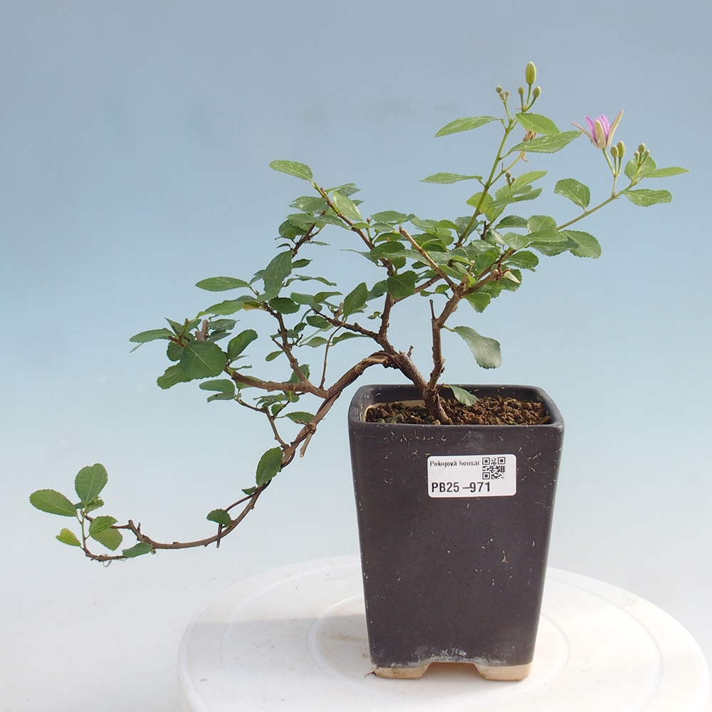 Pokojová bonsai - Grewia occidentalis - Hvězdice levandulová