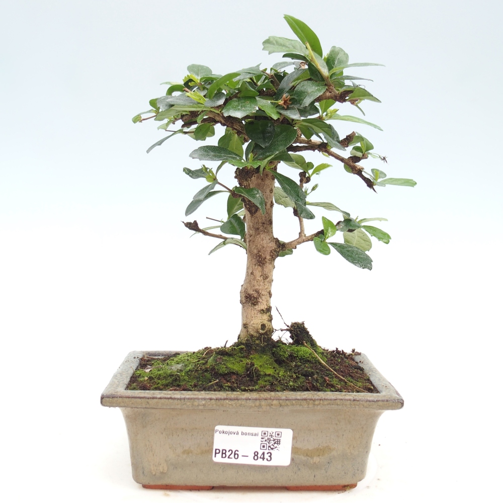 Pokojová bonsai - Carmona macrophylla - Čaj fuki