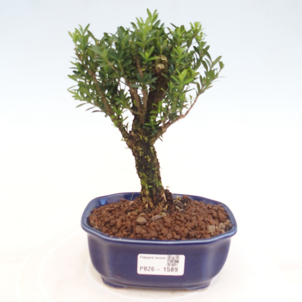 Pokojová bonsai - Buxus harlandii -korkový buxus