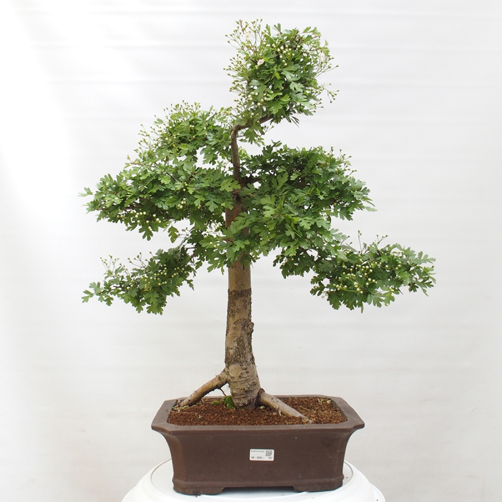 Venkovní bonsai - Hloh - Crataegus monogyna