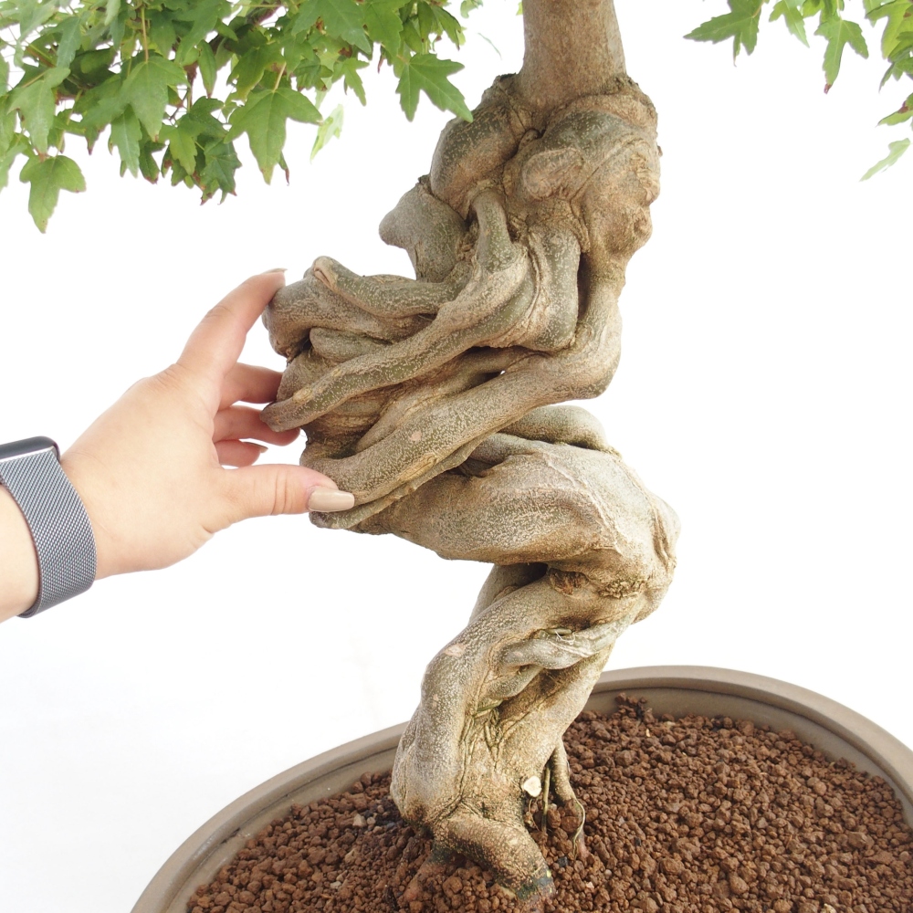 Venkovní bonsai - Acer Buergerianum - Javor Burgerův