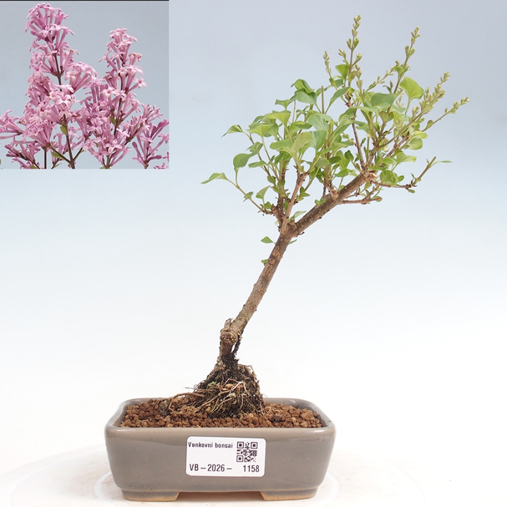 Venkovní bonsai - Syringa Meyeri Palibin - Šeřík Meyerův
