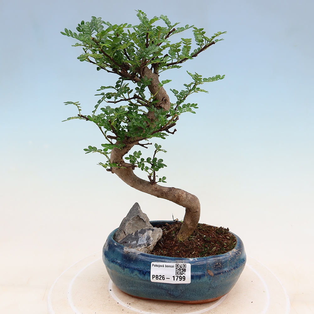 Pokojová bonsai - Zantoxylum piperitum - Pepřovník