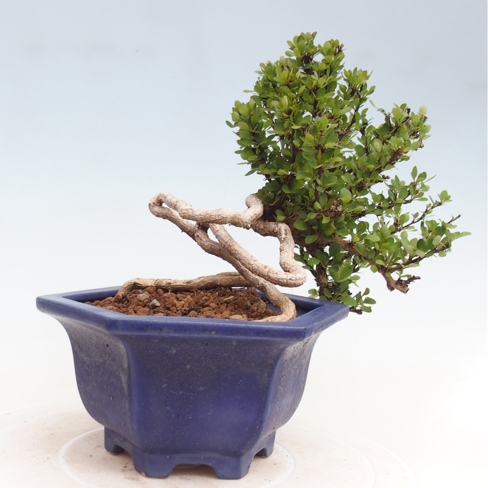 Venkovní bonsai - Berberis coreana - Dřištál korejský