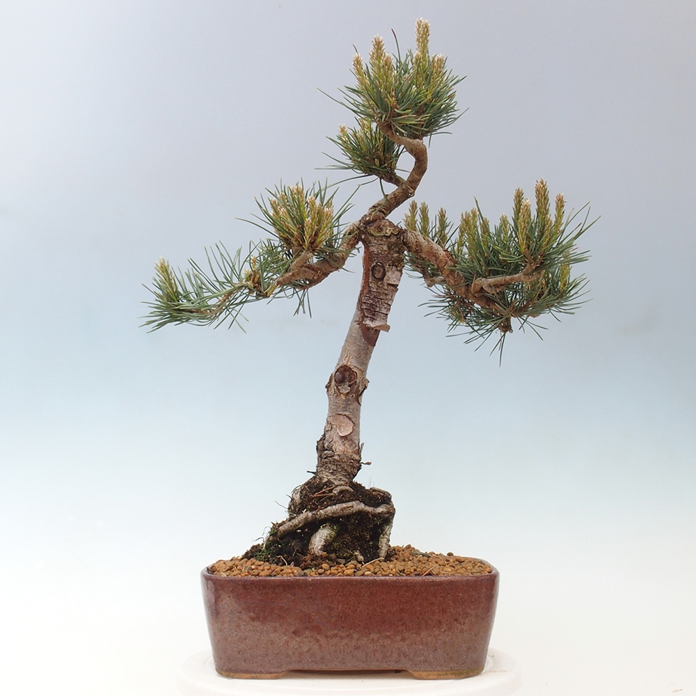 Venkovní bonsai - Pinus Sylvestris Watererri - Borovice lesní