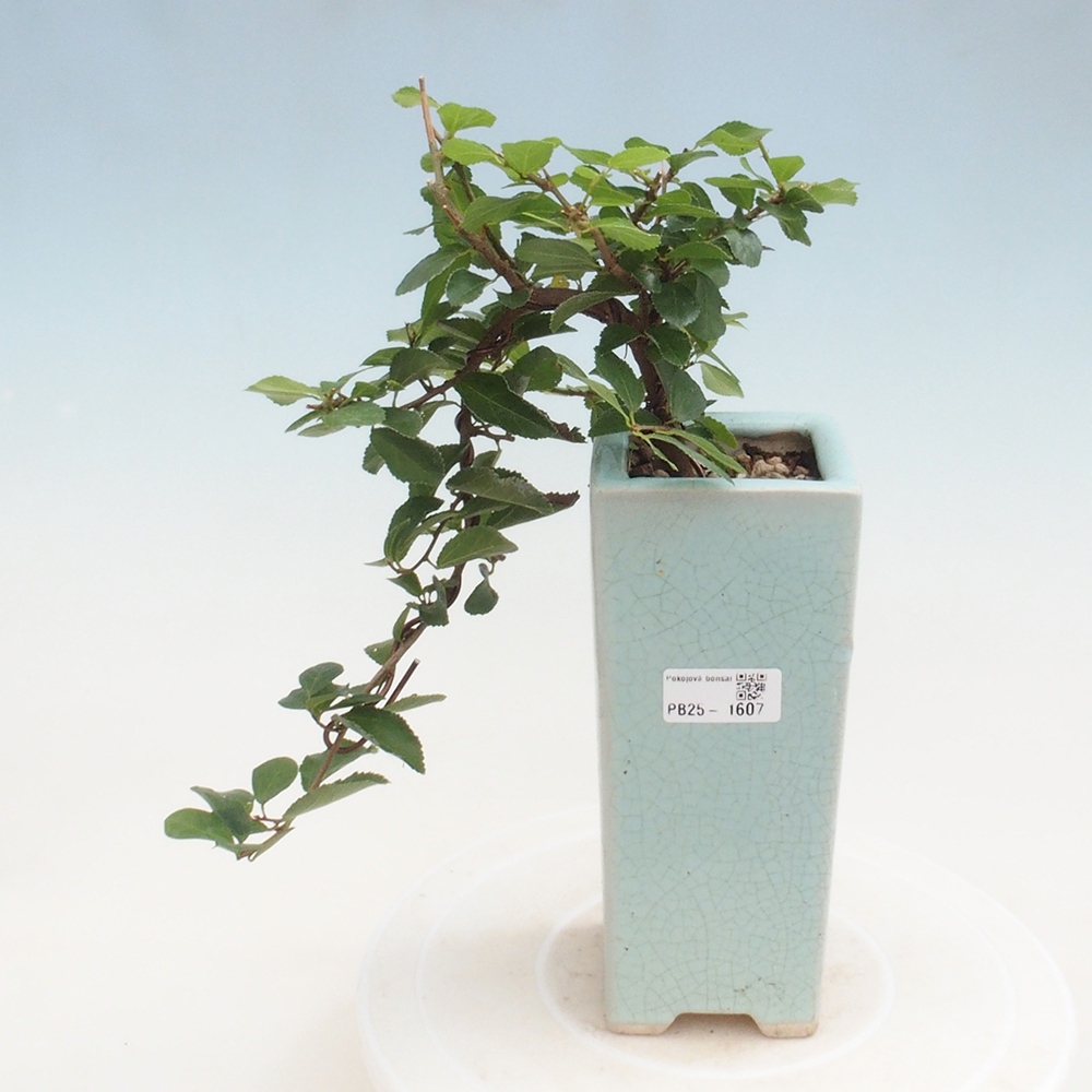 Pokojová bonsai - Grewia occidentalis - Hvězdice levandulová