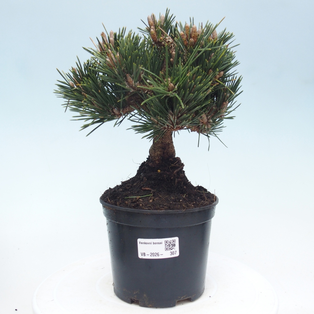 Venkovní bonsai - Pinus thunbergii senjyumaru - Borovice thunbergova