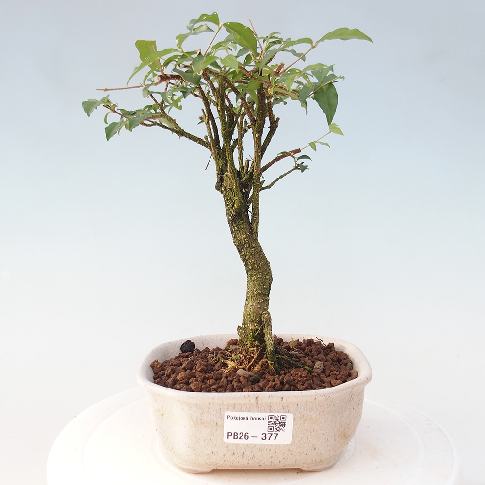 Pokojová bonsai - Malpighia coccigera- Barbdorská třešeň