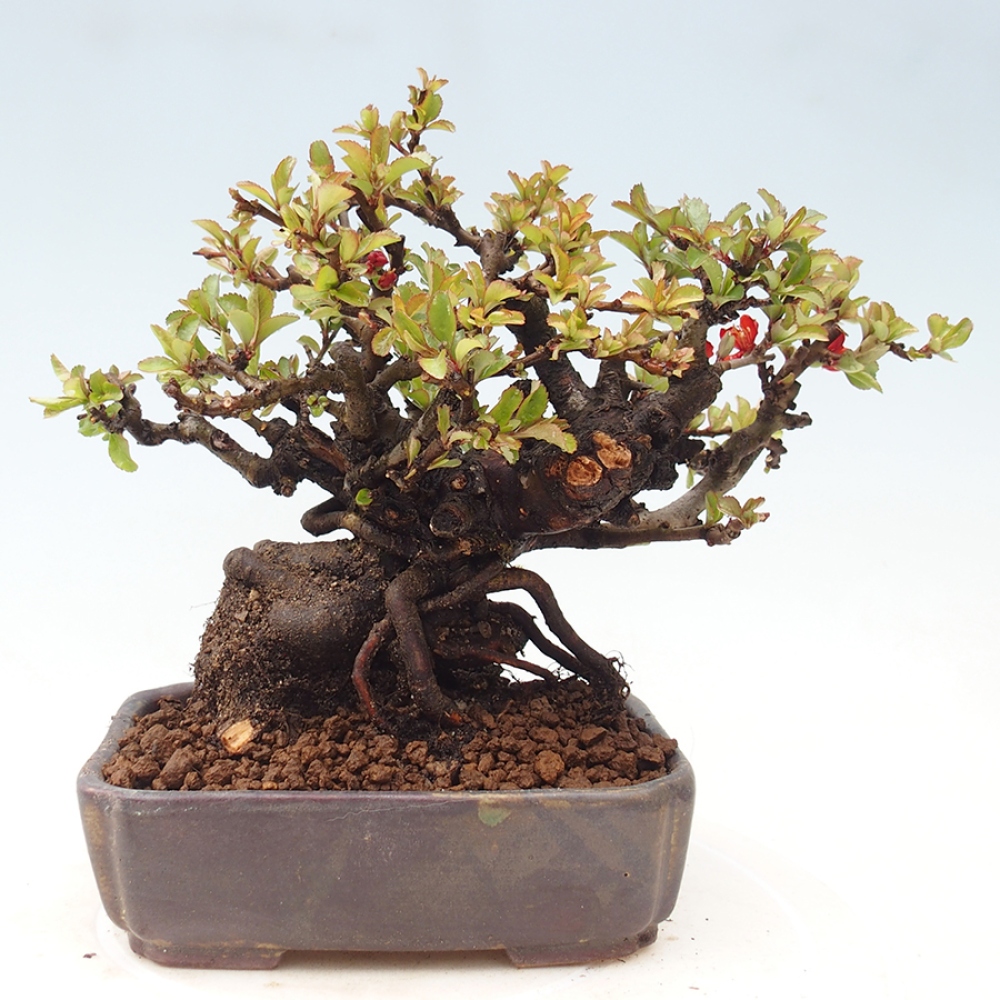 Venkovní  bonsai -  Chaneomeles speciosa - Kdoulovec ozdobný
