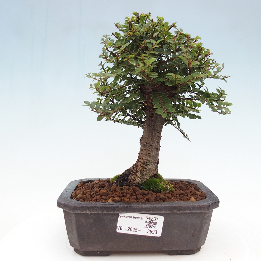 Venkovní bonsai - Ulmus parvifolia Hokkaido - jilm Čínský