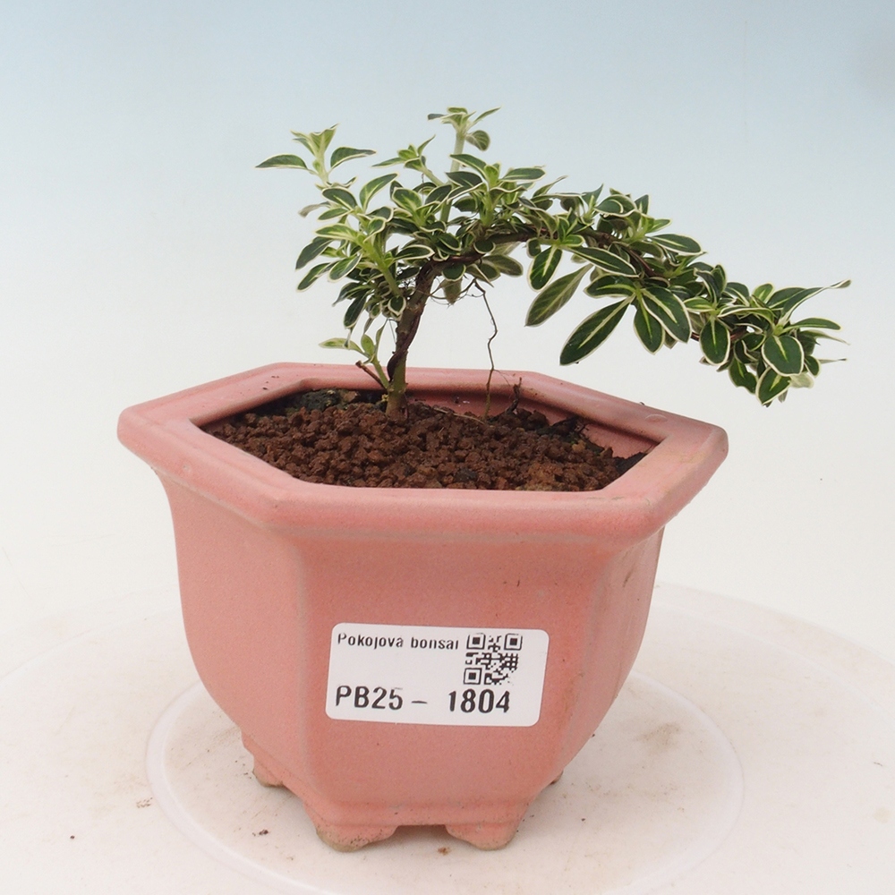 Pokojová bonsai - Serissa foetida Variegata - Strom tisíce hvězd
