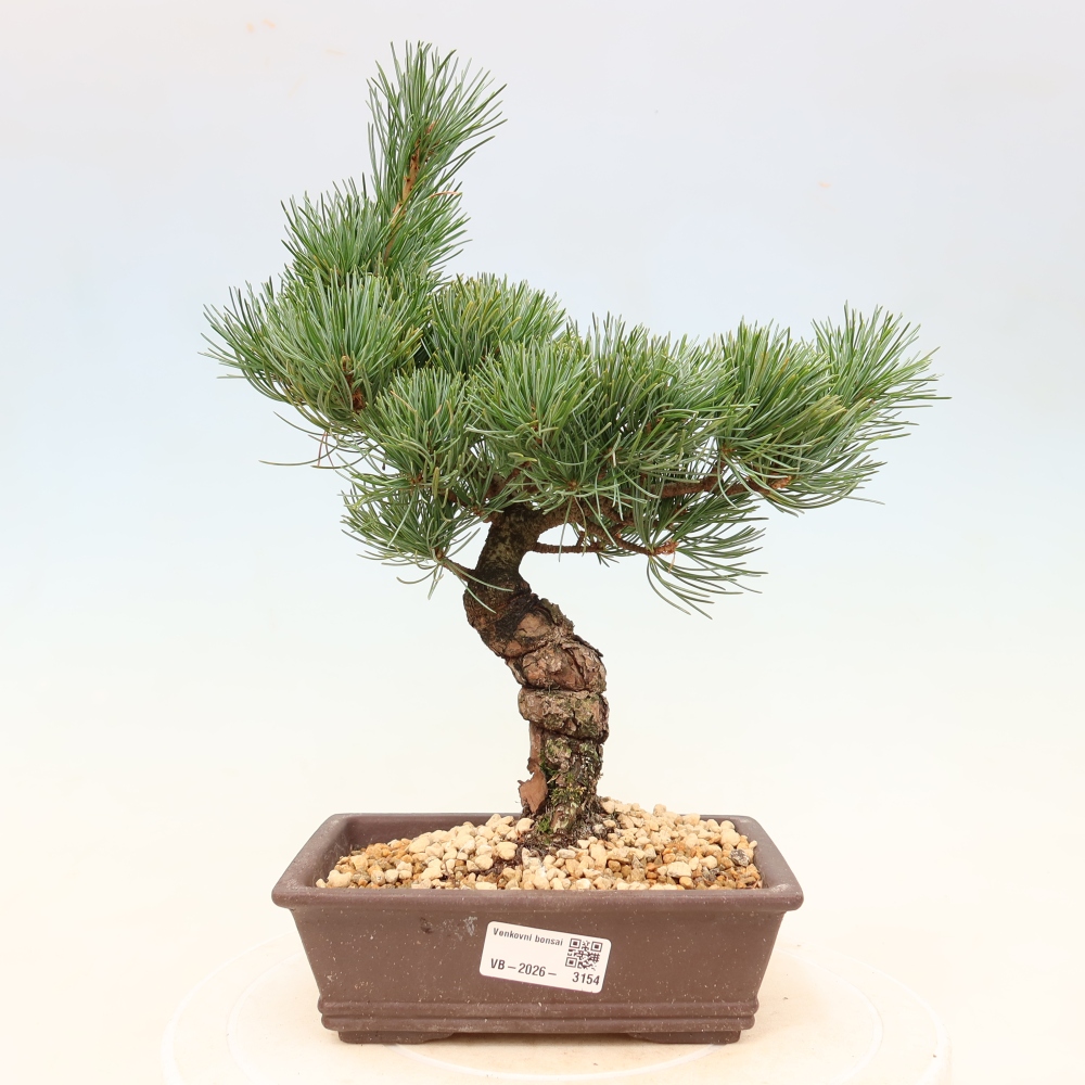 Venkovní bonsai - Pinus parviflora - Borovice drobnokvětá