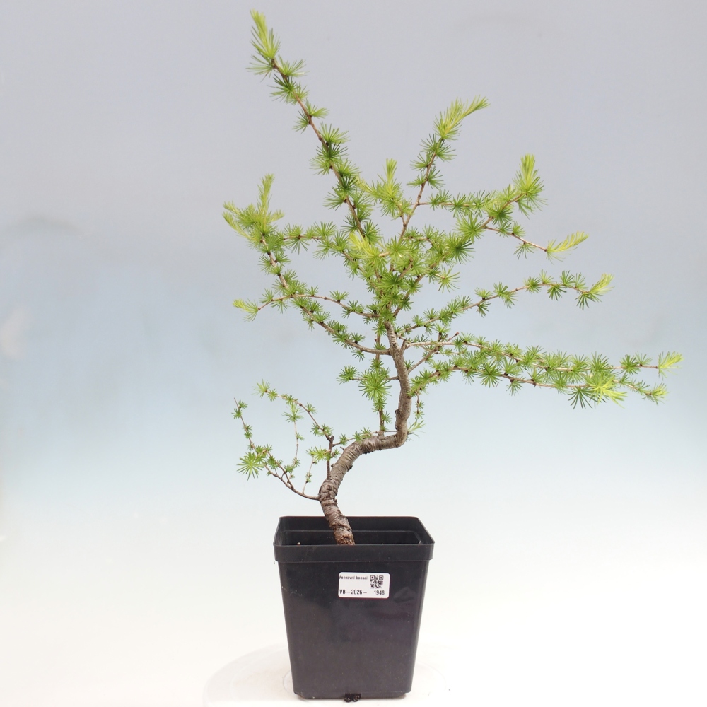 Venkovní bonsai -Larix decidua - Modřín opadavý 
