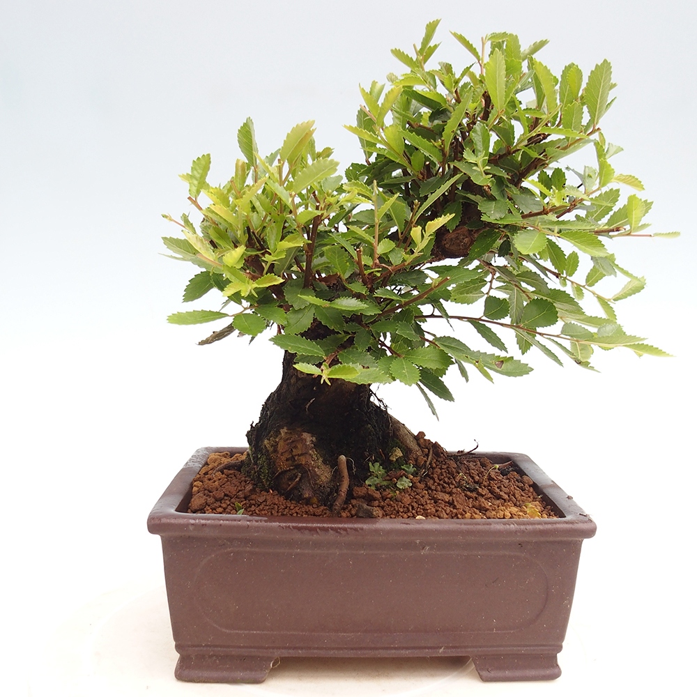 Venkovní bonsai - Zelkova - Zelkova NIRE