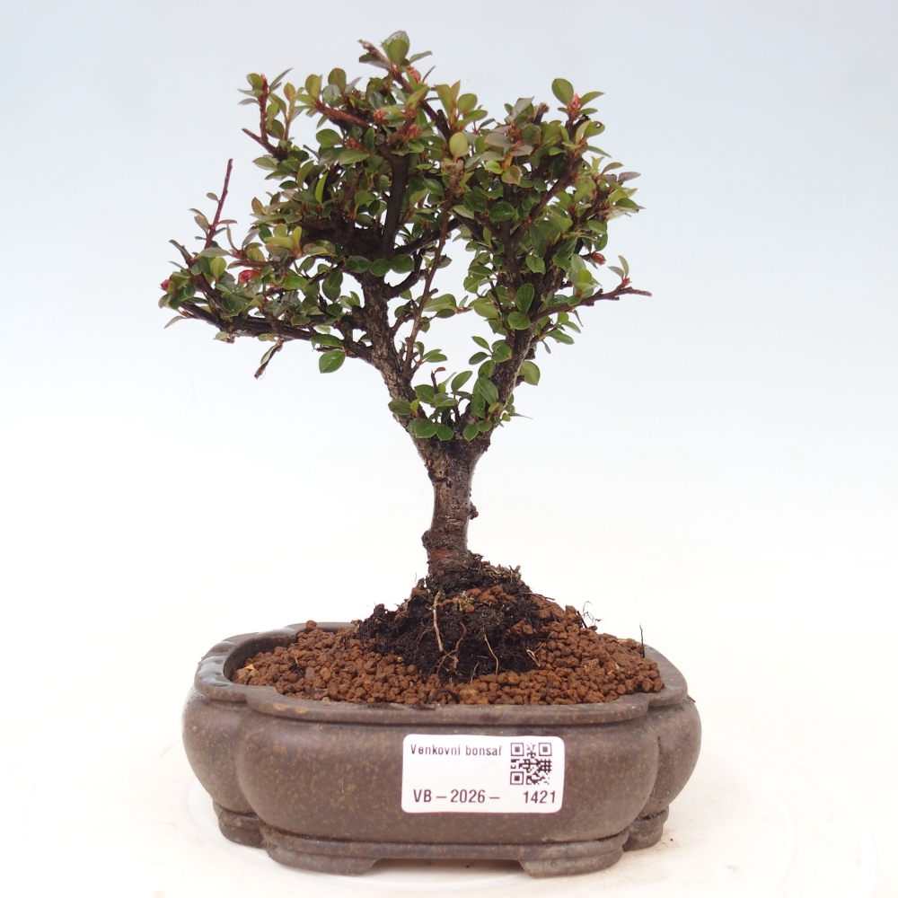 Venkovní bonsai - Cotoneaster horizontalis - Skalník