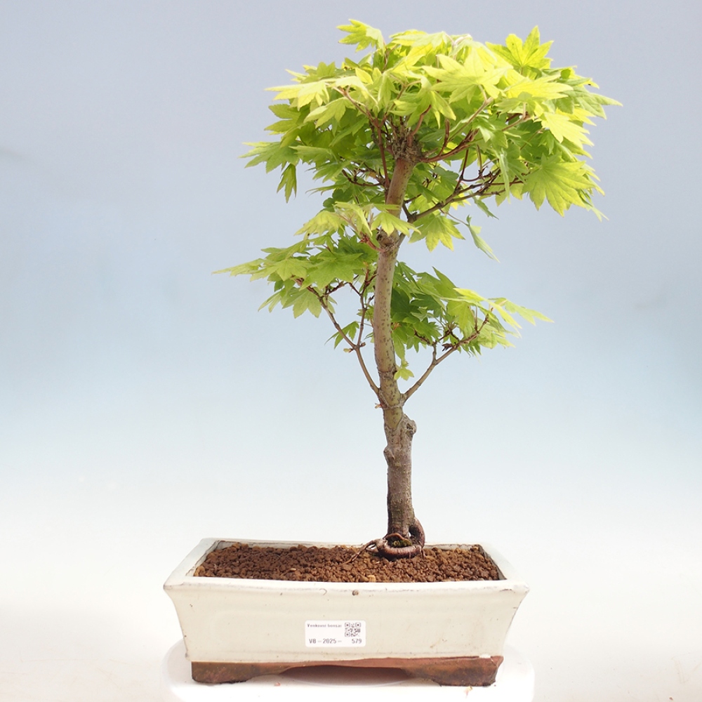 Venkovní bonsai - Javor palmatum katsura GISAN - Javor dlanitolistý