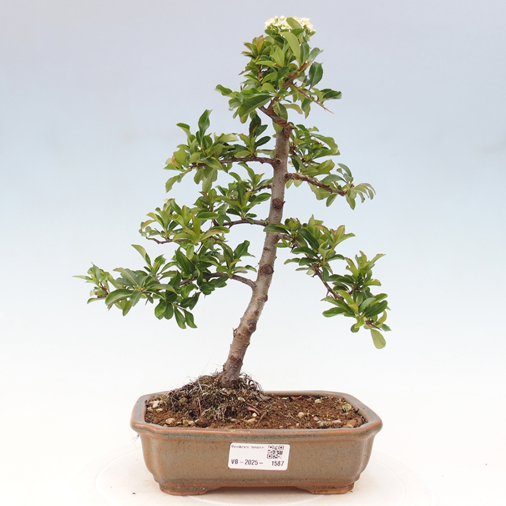 Venkovní bonsai-Pyracanta Teton -Hlohyně