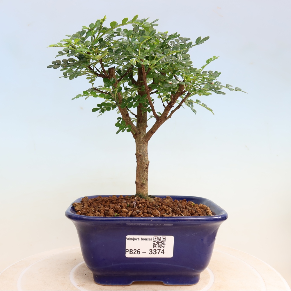 Pokojová bonsai - Zantoxylum piperitum - Pepřovník