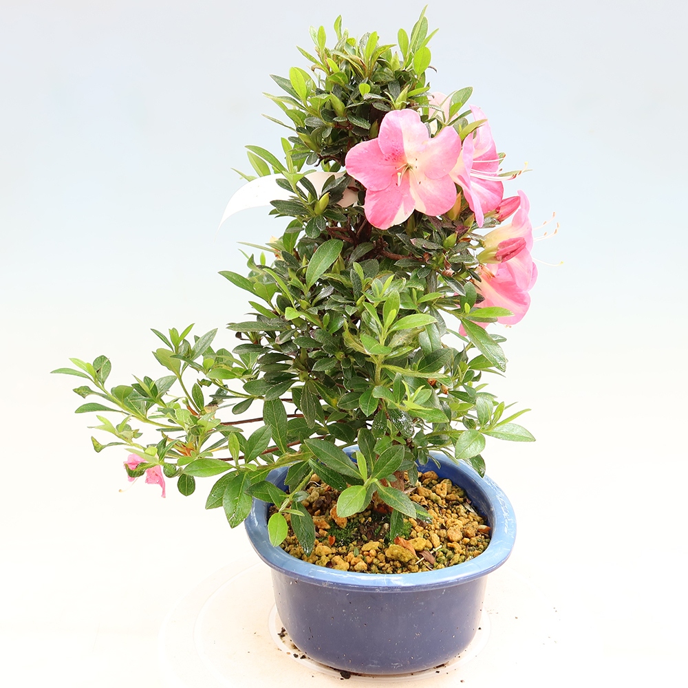Venkovní bonsai - Japonská azalka - Azalea Santoka