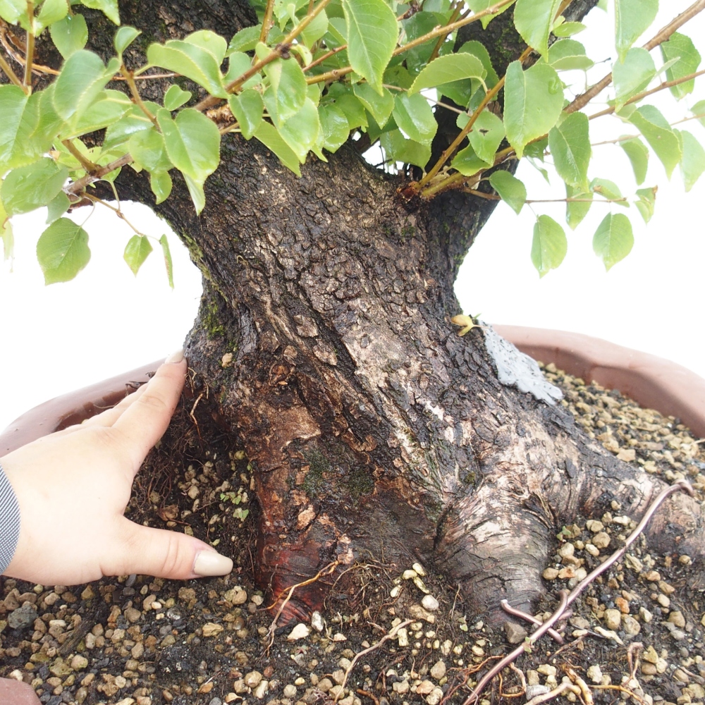 Venkovní bonsai - Mahalebka - Prunus mahaleb
