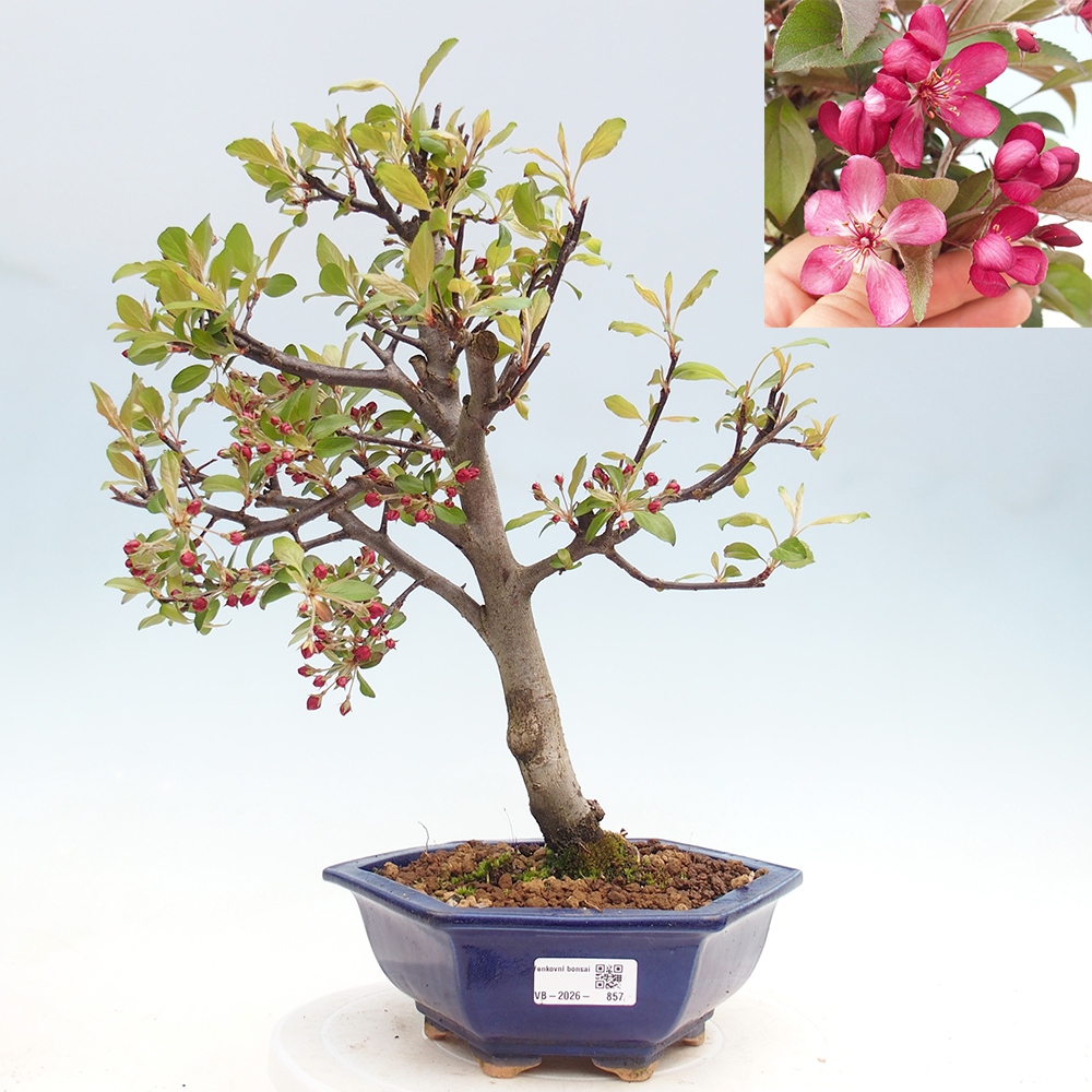 Venkovní bonsai -Malus domestica - Maloplodá jabloň červenolistá