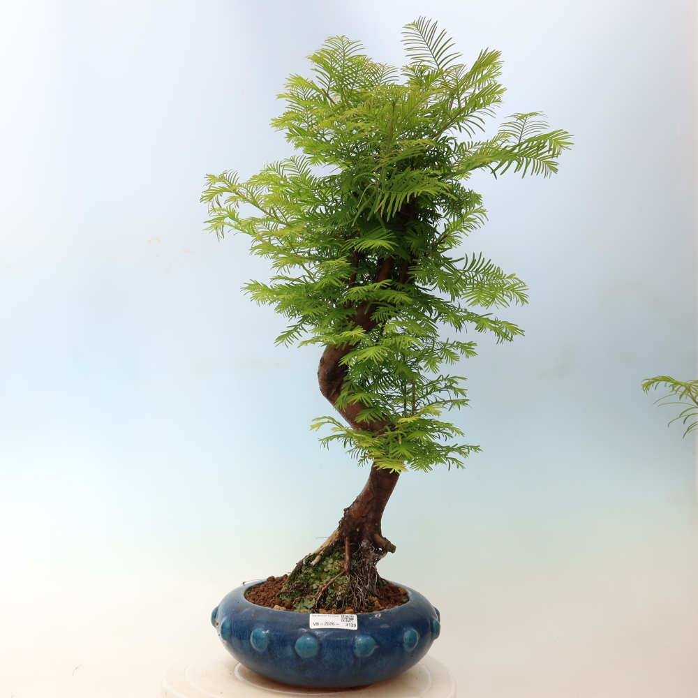 Venkovní bonsai - Metasequoia glyptostroboides - Metasekvoje čínská